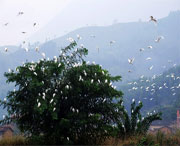 龍泉天氣預(yù)報(bào)40天