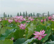 蓮花天氣預(yù)報(bào)15天