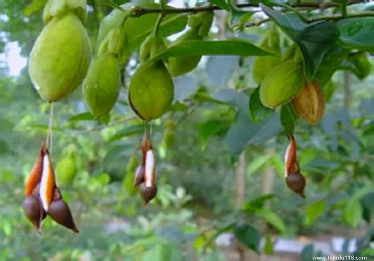 香港十大特產(chǎn)你吃過(guò)嗎？大灣網(wǎng)帶你來(lái)看看有哪些