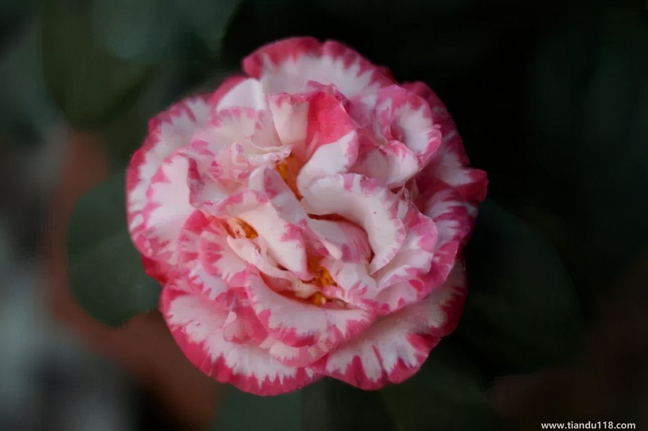 香港十大特產(chǎn)你吃過(guò)嗎？大灣網(wǎng)帶你來(lái)看看有哪些