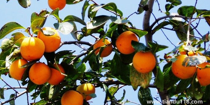 湖南邵陽這四種特產，遠近聞名，看看你吃過哪幾種？