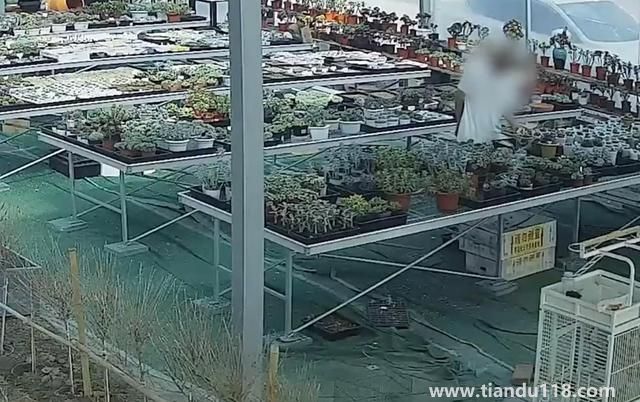 上海寶山一盆市價(jià)10萬多肉被偷(警方:已采取刑事措施)(圖2) 上海寶山一盆市價(jià)10萬多肉被偷(警方:已采取刑事措施)(圖2)