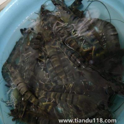 水煮蝦的做法(水煮蝦怎么做)(圖2) 水煮蝦的做法(水煮蝦怎么做)(圖2)