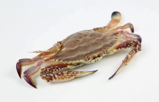 梭子蟹買回來(lái)沒(méi)多久就死了可以吃嗎(梭子蟹的做法推薦)(圖3) 梭子蟹買回來(lái)沒(méi)多久就死了可以吃嗎3