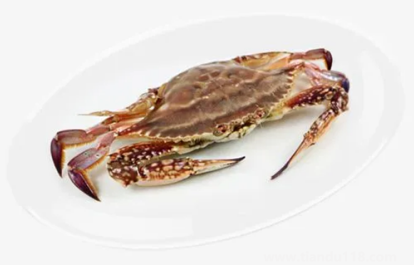 梭子蟹大的貴還是小的貴(梭子蟹多少錢一斤)(圖2) 梭子蟹大的貴還是小的貴2