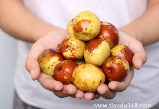 冬棗一次最多吃多少顆(冬棗怎么吃最有營養(yǎng))(圖2) 冬棗一次最多吃多少顆2