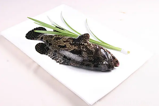什么是深海魚(yú)都包括什么魚(yú)(深海魚(yú)有寄生蟲(chóng)嗎)(圖3) 什么是深海魚(yú)都包括什么魚(yú)3