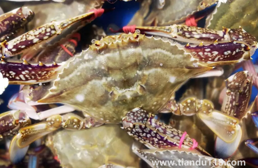 梭子蟹順豐快遞的話能活多久(梭子蟹該如何保存)(圖3) 梭子蟹順豐快遞的話能活多久3