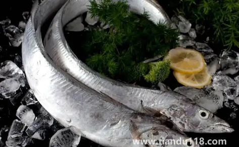 刀魚是淡水魚還是海魚(刀魚怎么養(yǎng)殖)(圖3) 刀魚是淡水魚還是海魚3