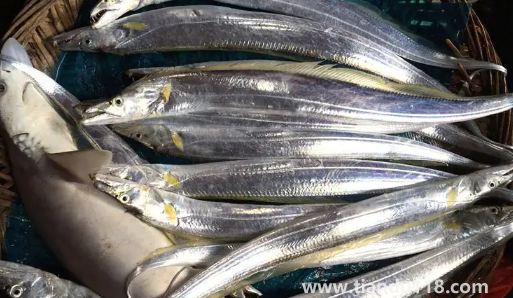 刀魚長什么樣子圖片(刀魚是保護(hù)動(dòng)物嗎)(圖1) 刀魚長什么樣子圖片1