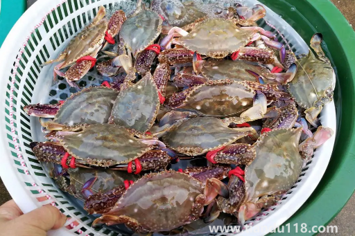 剛死的梭子蟹怎么保存才新鮮(梭子蟹常溫下能保存多久)(圖2) 剛死的梭子蟹怎么保存才新鮮2