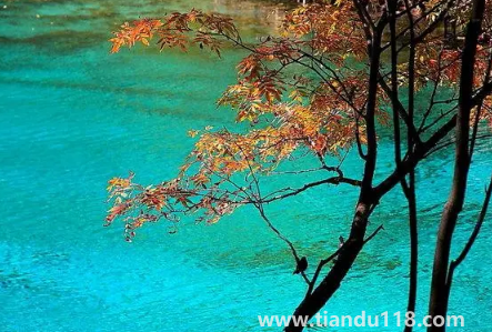 九寨溝今年國(guó)慶節(jié)開(kāi)放嗎2022(游九寨溝什么月份最佳)(圖3) 九寨溝今年國(guó)慶節(jié)開(kāi)放嗎20223