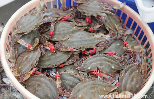 死梭子蟹吃了會有什么后果（吃梭子蟹的注意事項(xiàng)）