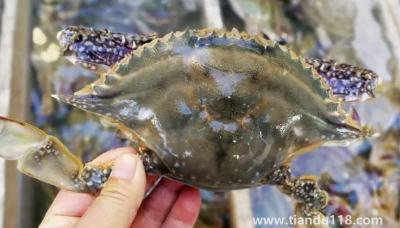 吃了死梭子蟹怎么辦(怎么看梭子蟹死沒死)(圖3) 吃了死梭子蟹怎么辦3