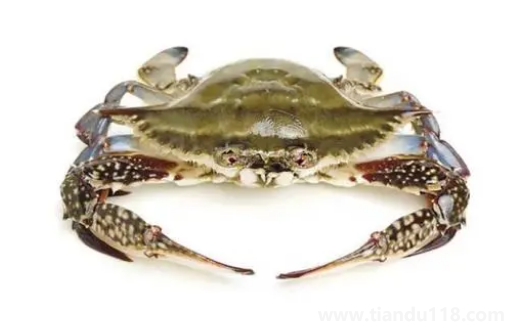 梭子蟹二母蟹是什么意思(梭子蟹什么時(shí)候吃最好)(圖3) 梭子蟹二母蟹是什么意思3