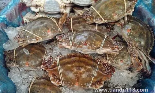 梭子蟹為什么有柴油味(梭子蟹什么時候最肥最好吃)(圖3) 梭子蟹為什么有柴油味3