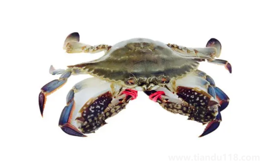 梭子蟹為什么有柴油味（梭子蟹什么時候最肥最好吃）