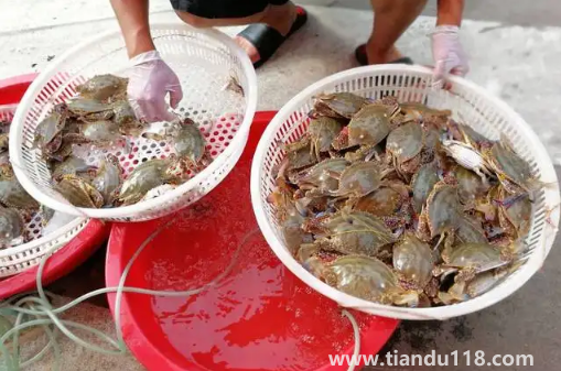 網(wǎng)購梭子蟹品質(zhì)有保證嗎(網(wǎng)購梭子蟹的技巧)(圖2) 網(wǎng)購梭子蟹品質(zhì)有保證嗎2