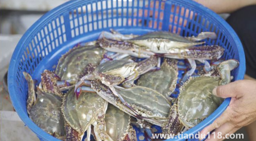 網(wǎng)上買梭子蟹是活的還是死的(梭子蟹寄過來死了能吃嗎)(圖3) 網(wǎng)上買梭子蟹是活的還是死的3