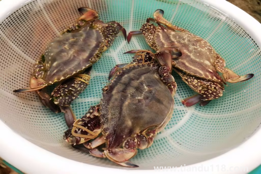 梭子蟹在網上買還是市場買(梭子蟹怎么挑選)(圖2) 梭子蟹在網上買還是市場買2