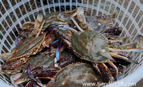 梭子蟹在網上買還是市場買(梭子蟹怎么挑選)(圖3) 梭子蟹在網上買還是市場買3