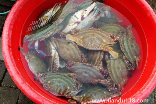 梭子蟹殺好后放到下午吃可不可以(梭子蟹怎么保存)(圖3) 梭子蟹殺好后放到下午吃可不可以3