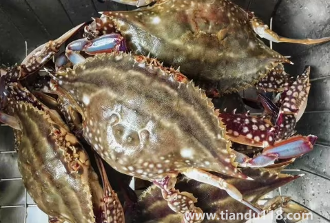 梭子蟹殺好了放冰箱明天燒可以嗎(梭子蟹哪些人不能吃)(圖3) 梭子蟹殺好了放冰箱明天燒可以嗎3