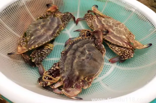 梭子蟹殺好了放冰箱明天燒可以嗎(梭子蟹哪些人不能吃)(圖2) 梭子蟹殺好了放冰箱明天燒可以嗎2