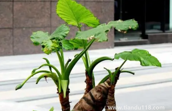 有小孩家庭適合放滴水觀音嗎(家里擺放滴水觀音禁忌有哪些)(圖1) 有小孩家庭適合放滴水觀音嗎1