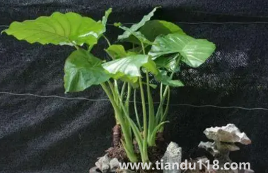 滴水觀音放家里能招財嗎2