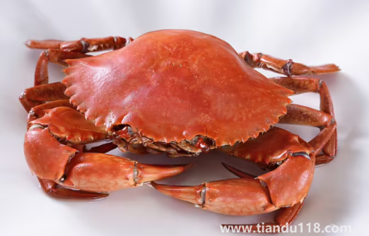 青蟹直接蒸可以嗎有營養(yǎng)嗎(清蒸青蟹的做法步驟)(圖3) 青蟹直接蒸可以嗎有營養(yǎng)嗎3