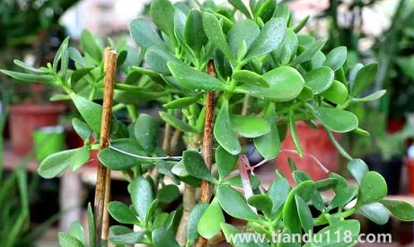 家里養(yǎng)玉樹對(duì)身體好嗎(家里什么地方養(yǎng)玉樹好)(圖3) 家里養(yǎng)玉樹對(duì)身體好嗎3