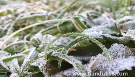 2022年霜凍會早來還是晚來(霜凍和霜降有啥不一樣)(圖1) 2022年霜凍會早來還是晚來1