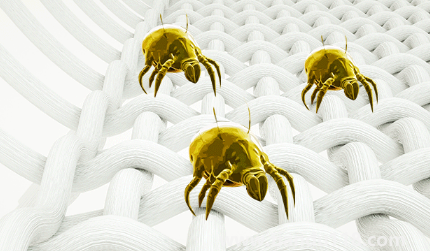 吹風(fēng)機(jī)能殺死螨蟲嗎(為什么要用吹風(fēng)機(jī)殺螨)(圖2) 吹風(fēng)機(jī)能殺死螨蟲嗎2