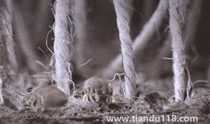 吹風(fēng)機(jī)能殺死螨蟲嗎（為什么要用吹風(fēng)機(jī)殺螨）