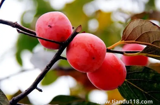 火葫蘆柿子吃軟的還是硬的(吃柿子的注意事項(xiàng))(圖2) 火葫蘆柿子吃軟的還是硬的2