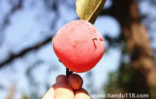 火葫蘆柿子和火晶柿子是一個(gè)品種嗎(柿子怎么挑選)(圖3) 火葫蘆柿子和火晶柿子是一個(gè)品種嗎3