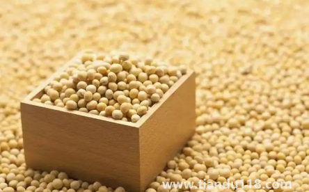 大豆被和蠶絲被哪個適合孩子(大豆纖維被和蠶絲各自有什么優(yōu)點)(圖2) 大豆被和蠶絲被哪個適合孩子2