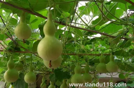 葫蘆是不是不能掛一對(家里最多掛幾個(gè)葫蘆)(圖2) 葫蘆是不是不能掛一對 2