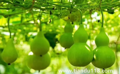 葫蘆是不是不能掛一對(家里最多掛幾個(gè)葫蘆)(圖3) 葫蘆是不是不能掛一對 3