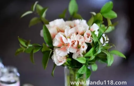 網(wǎng)上買的鮮花先去葉子還是先醒花(醒花時哪些是要注意的)(圖2) 網(wǎng)上買的鮮花先去葉子還是先醒花2