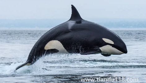 虎鯨表演對虎鯨的傷害(海洋館里的動物痛苦嗎)(圖3) 虎鯨表演對虎鯨的傷害3