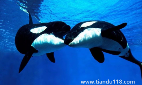 虎鯨為什么對人類友好最科學最權(quán)威解釋（人一般掉進海里虎鯨會救嗎）