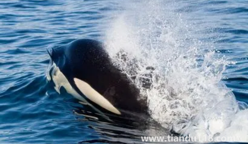 虎鯨為什么對(duì)人類友好最科學(xué)最權(quán)威解釋(人一般掉進(jìn)海里虎鯨會(huì)救嗎)(圖3) 虎鯨為什么對(duì)人類友好最科學(xué)最權(quán)威解釋3