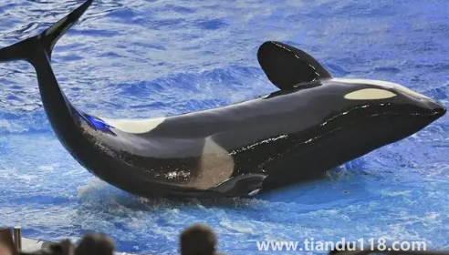 虎鯨15歲智商真的假的(虎鯨和鯨魚(yú)的區(qū)別)(圖2) 虎鯨15歲智商真的假的2