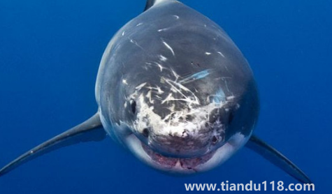 虎鯨說臟話是真是假(虎鯨和鯊魚誰最厲害)(圖2) 虎鯨說臟話是真是假2