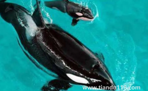 虎鯨會覺得人類可愛嗎（虎鯨為什么這么喜歡人類）