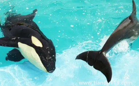 虎鯨現(xiàn)在全世界還剩幾只(中國海域有虎鯨嗎)(圖2) 虎鯨現(xiàn)在全世界還剩幾只2