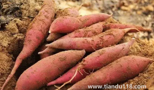 煙薯不甜放一段時(shí)間會(huì)甜嗎（煙薯放多久才甜）