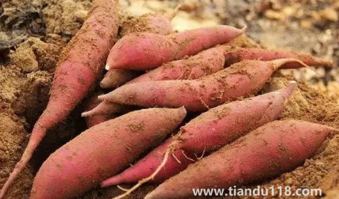 空氣炸鍋烤煙薯為什么沒流油（空氣炸鍋烤紅薯要多少溫度和時(shí)間）